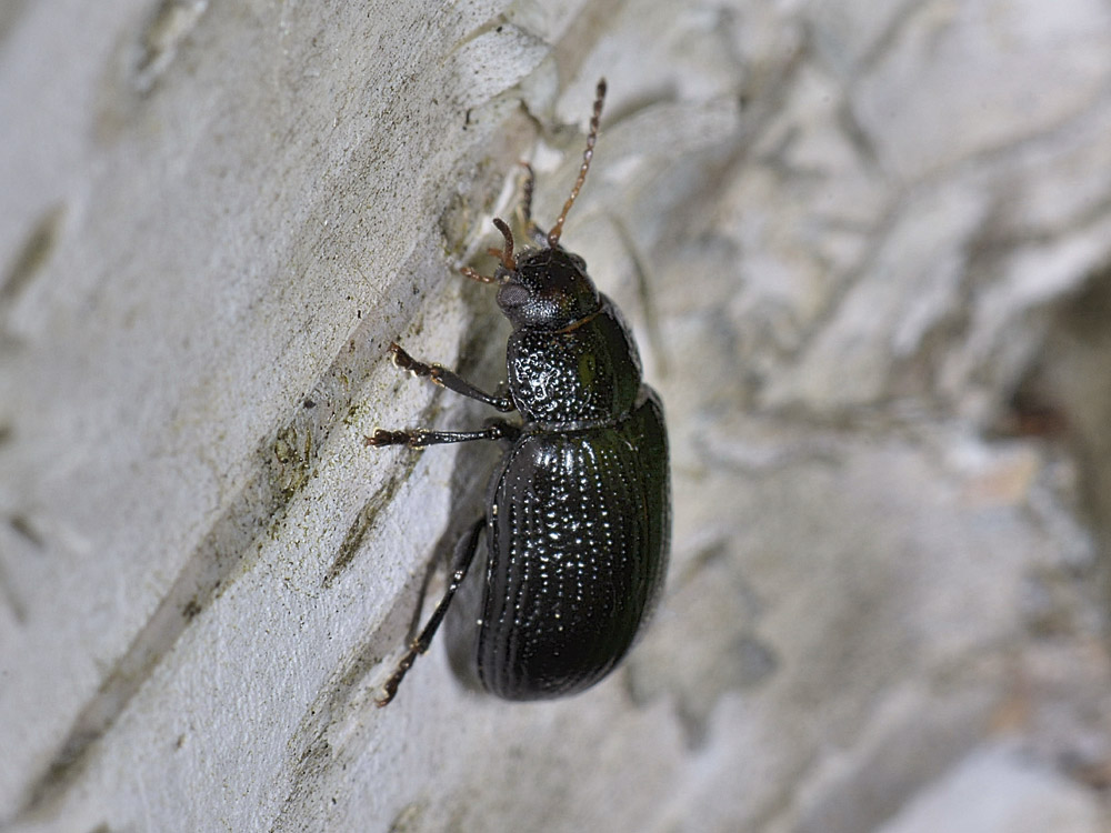 Gonioctena cfr.quinquepunctata f.ma obscura, Chrysomelidae